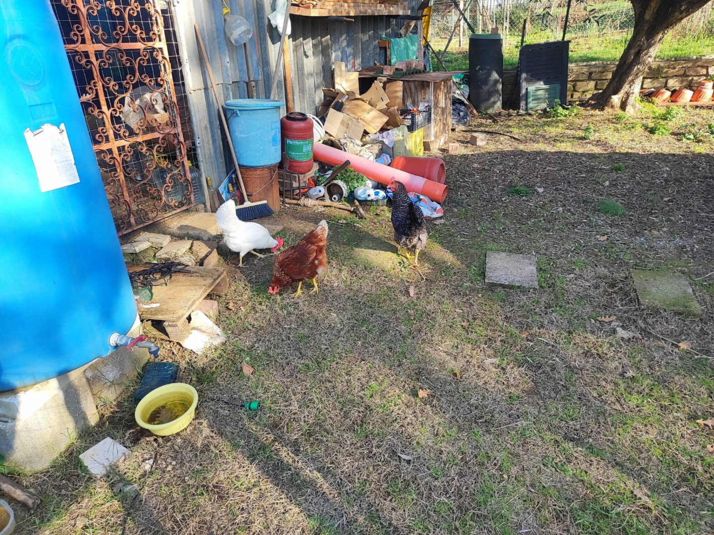 immagine annuncio 6 di 10