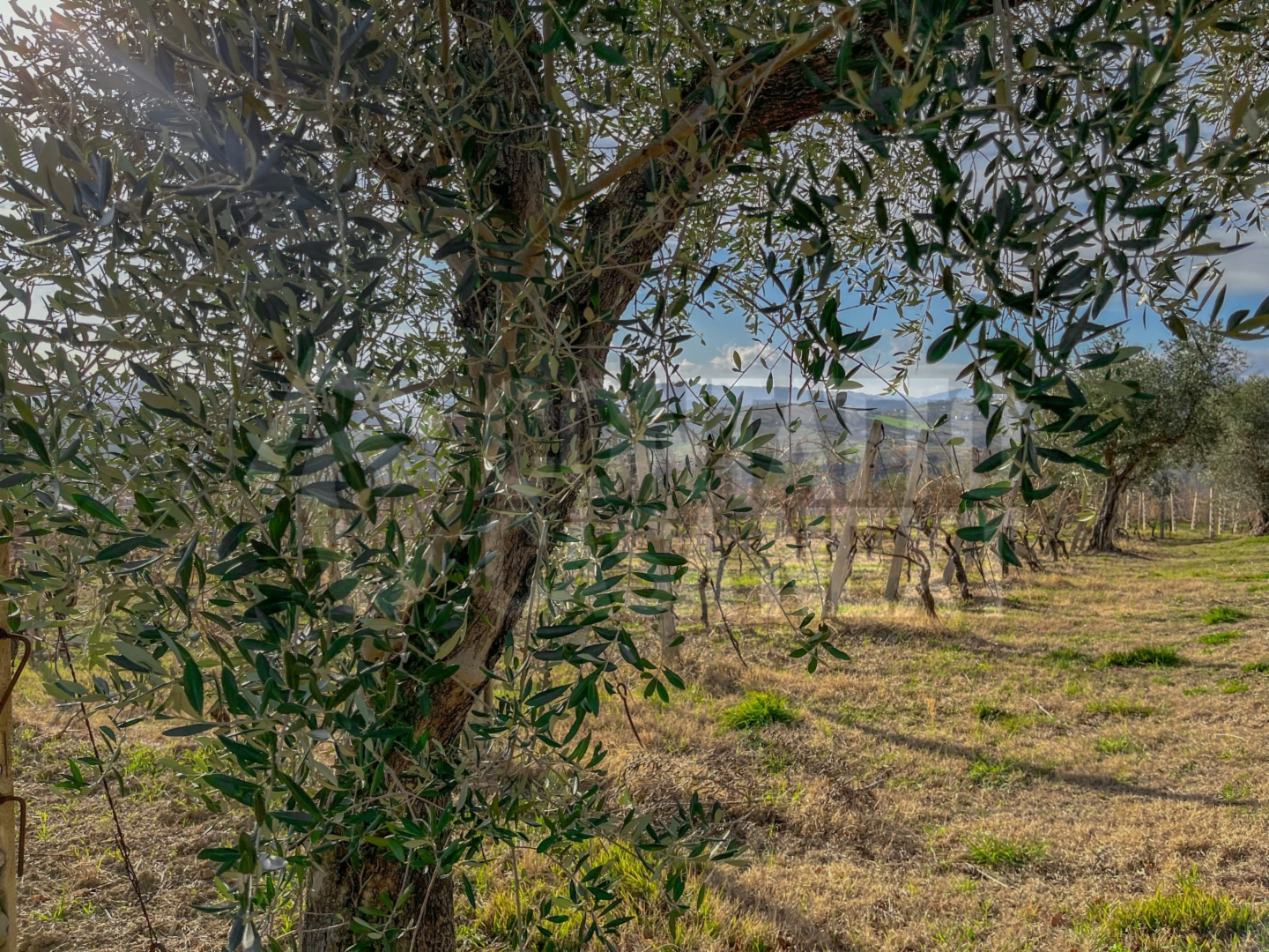 immagine annuncio 4 di 7