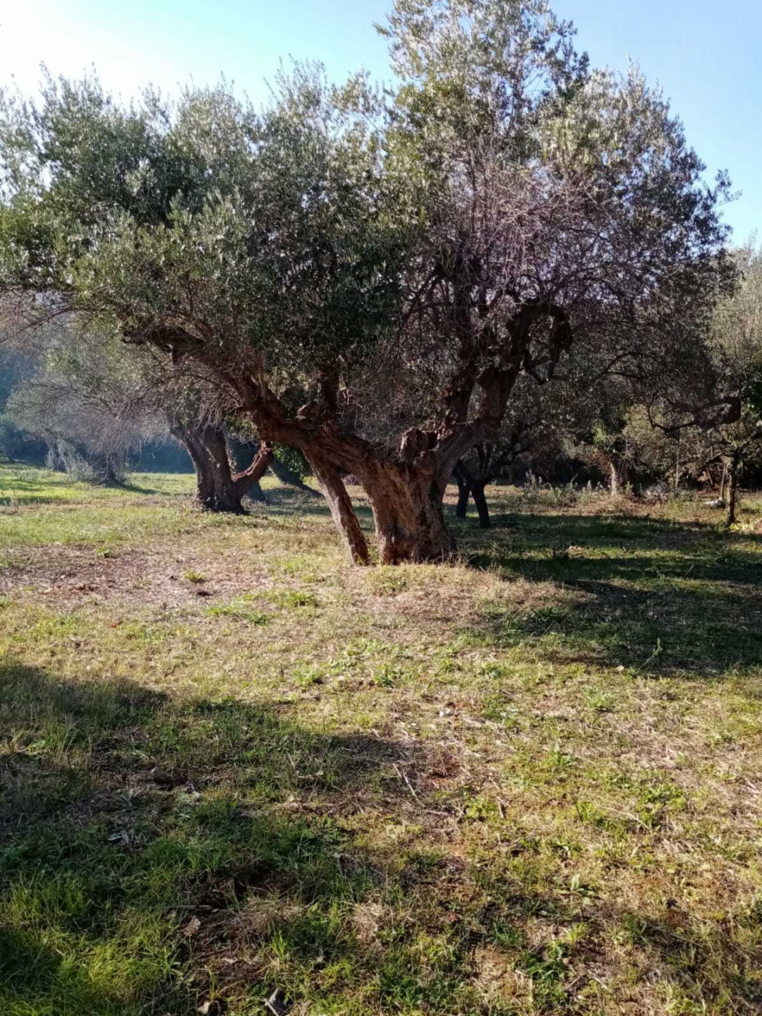 immagine annuncio 1 di 4