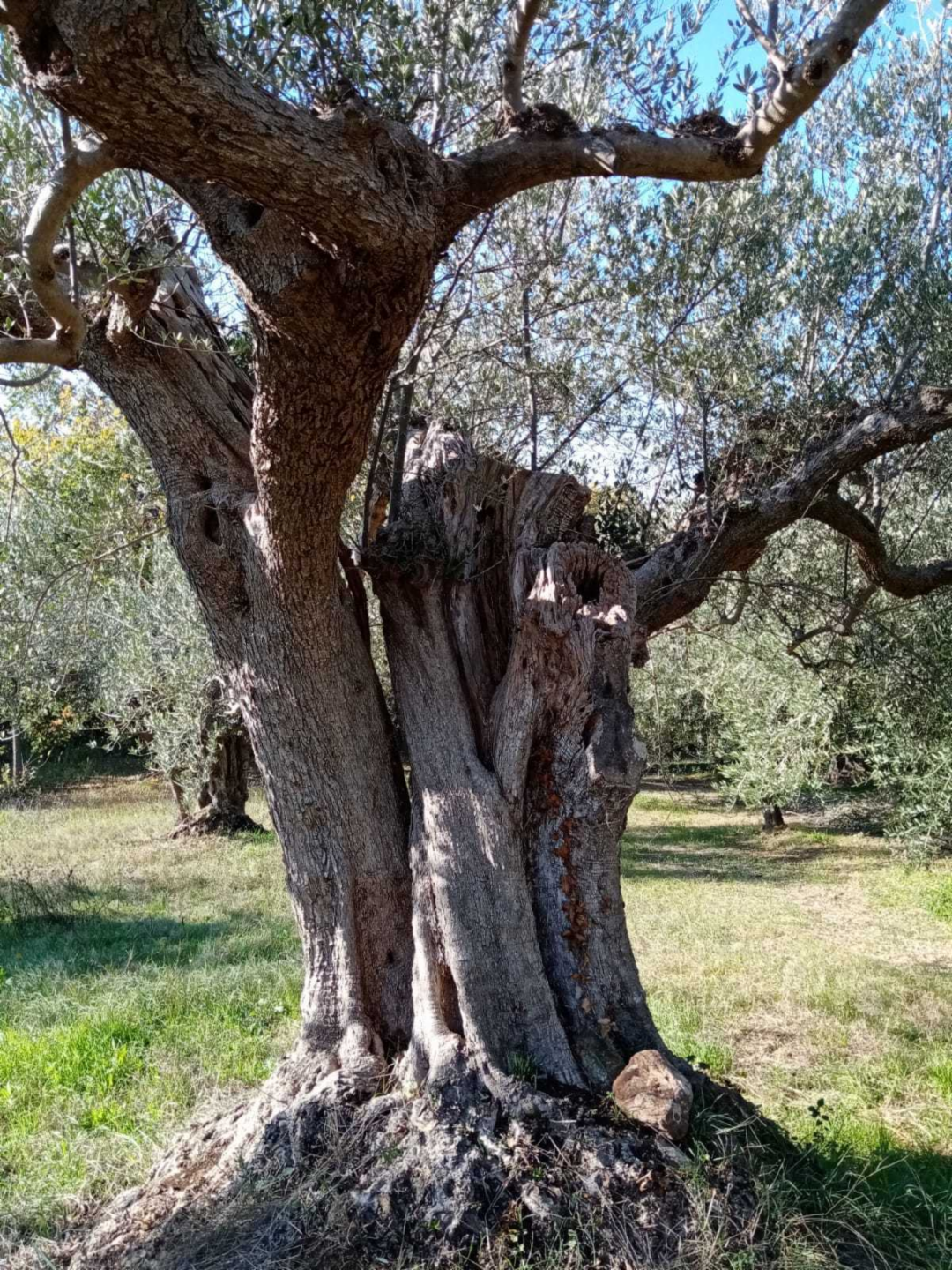 immagine annuncio 3 di 4