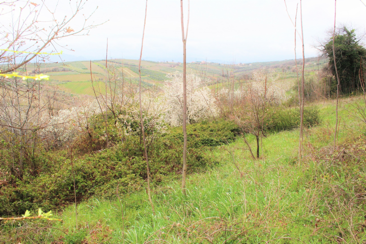 immagine annuncio 2 di 3