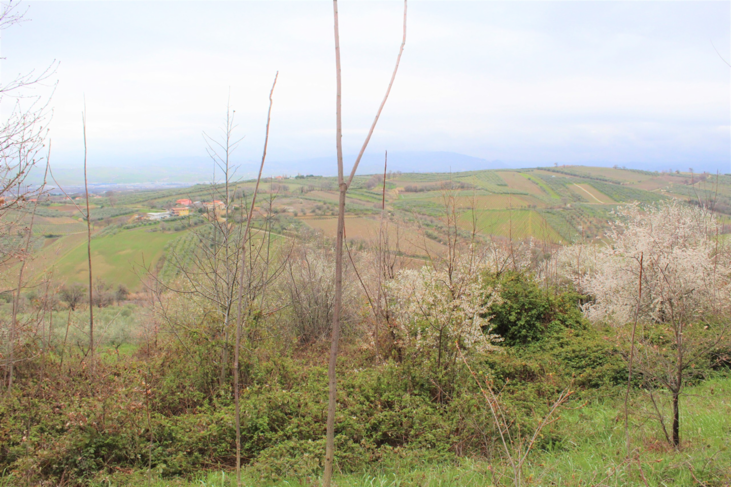 immagine annuncio 1 di 3