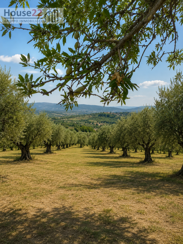 immagine annuncio 2 di 8