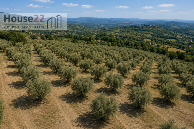 immagine annuncio 3 di 8