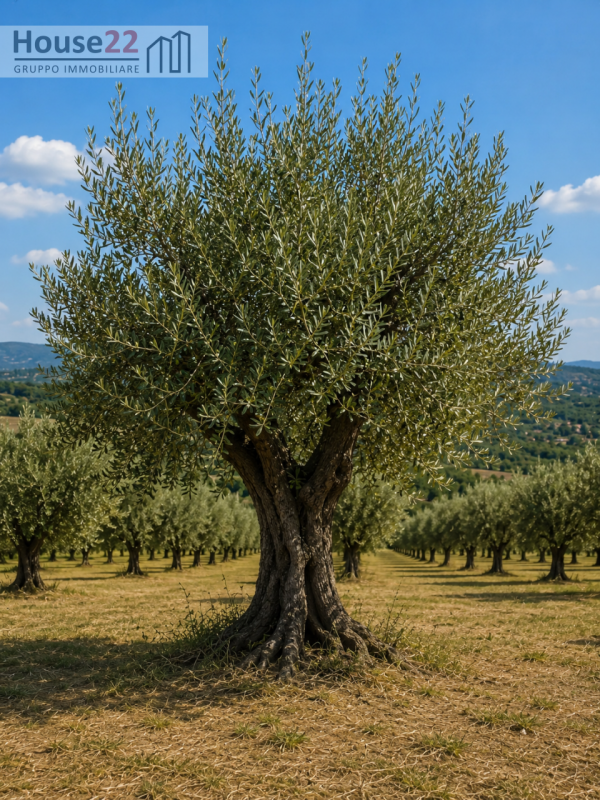 immagine annuncio 7 di 8