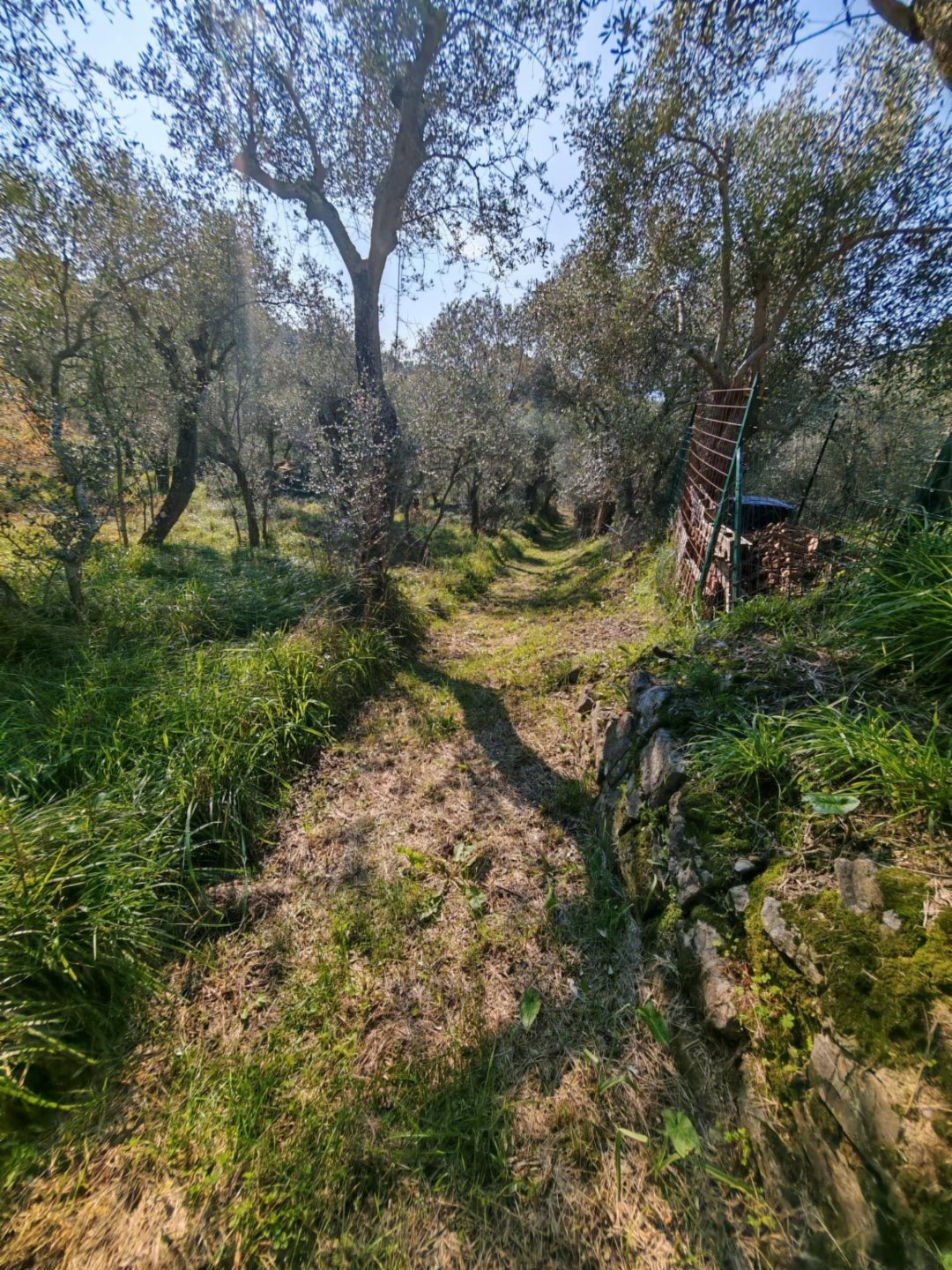 immagine annuncio 6 di 10