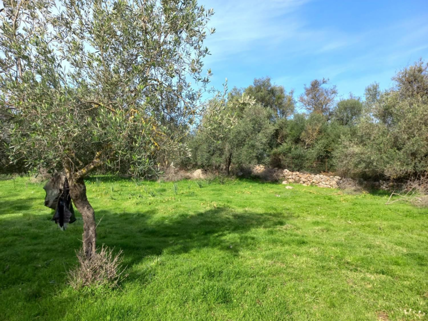 immagine annuncio 1 di 8