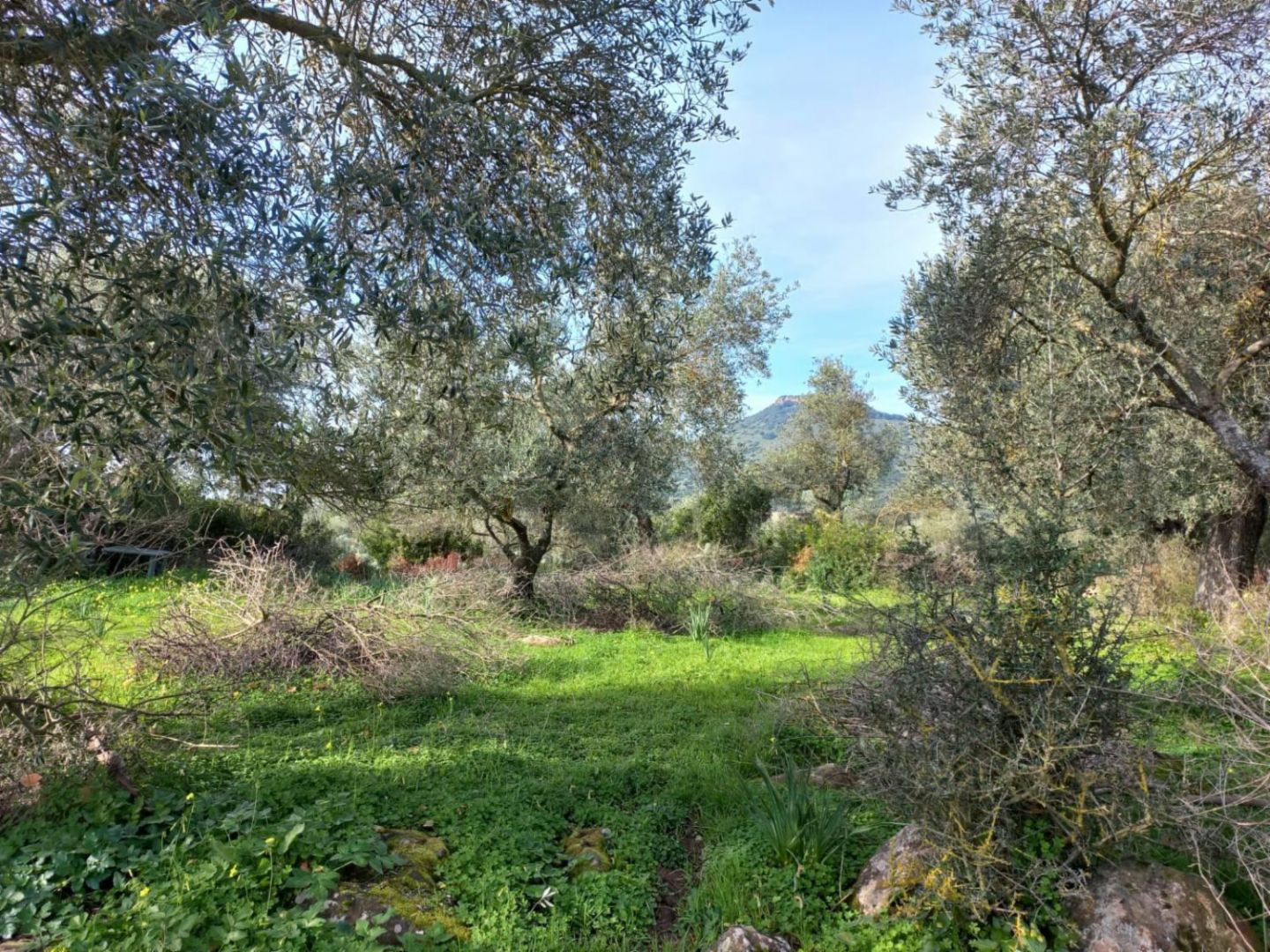 immagine annuncio 2 di 8