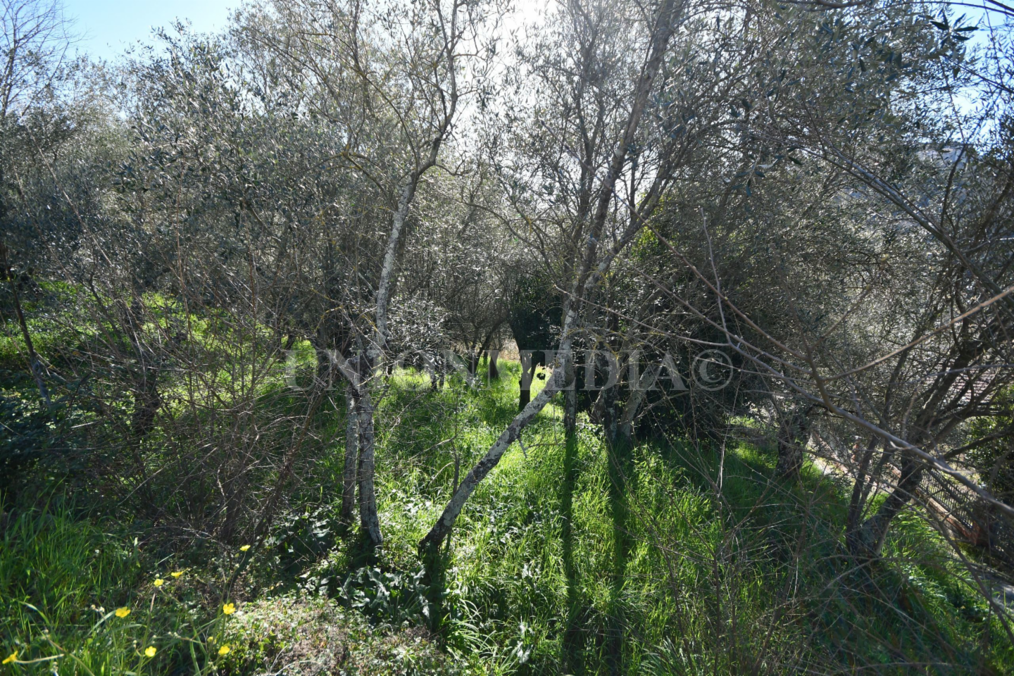 immagine annuncio 3 di 7