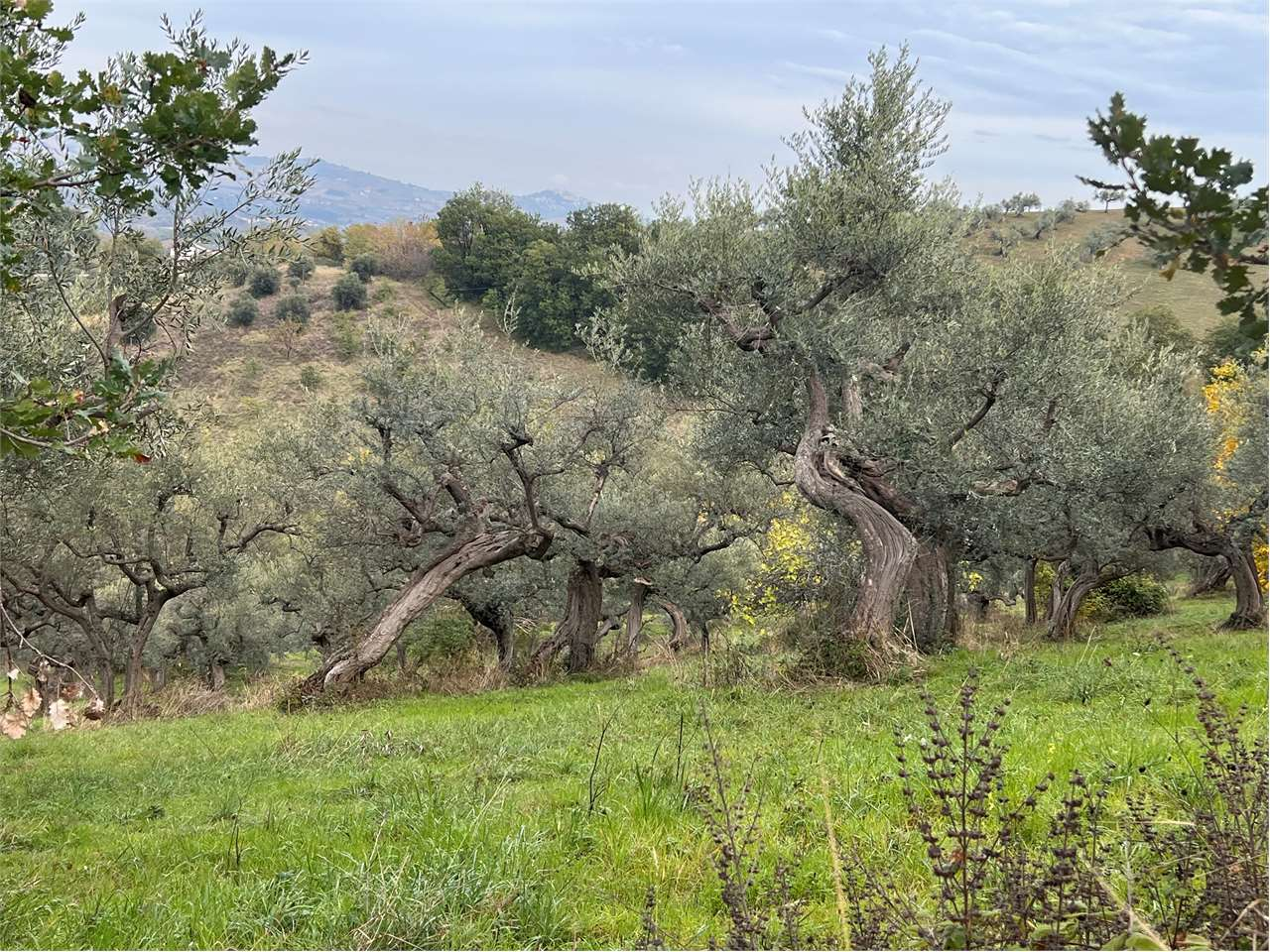 immagine annuncio 7 di 10