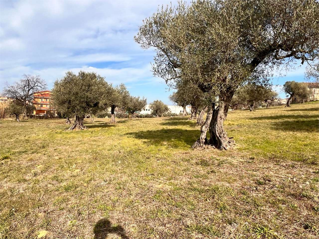 immagine annuncio 2 di 10