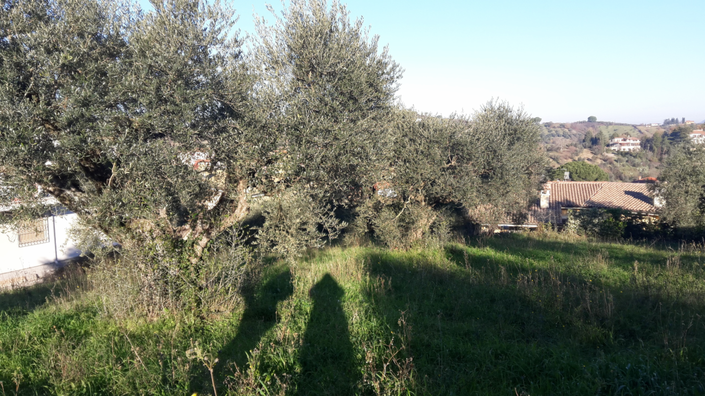 immagine annuncio 4 di 10