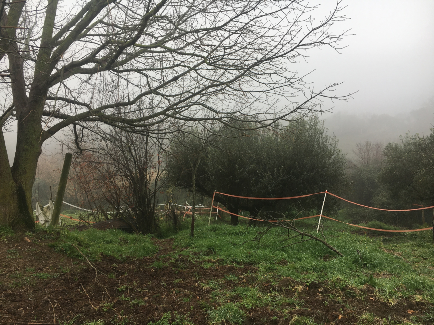 immagine annuncio 2 di 8