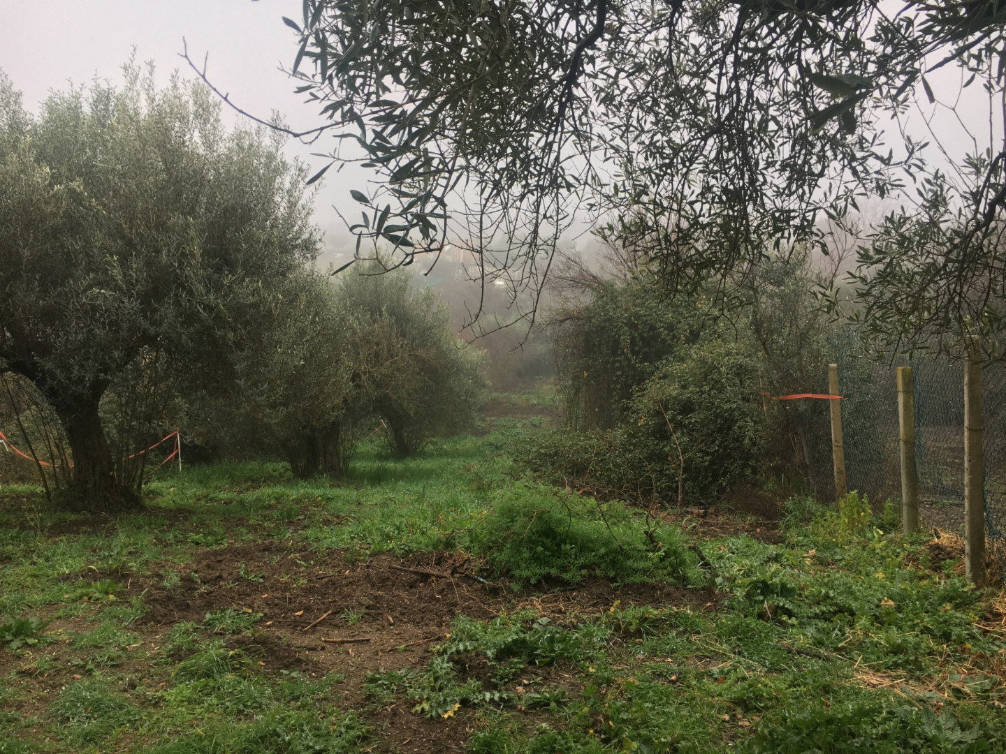 immagine annuncio 6 di 8