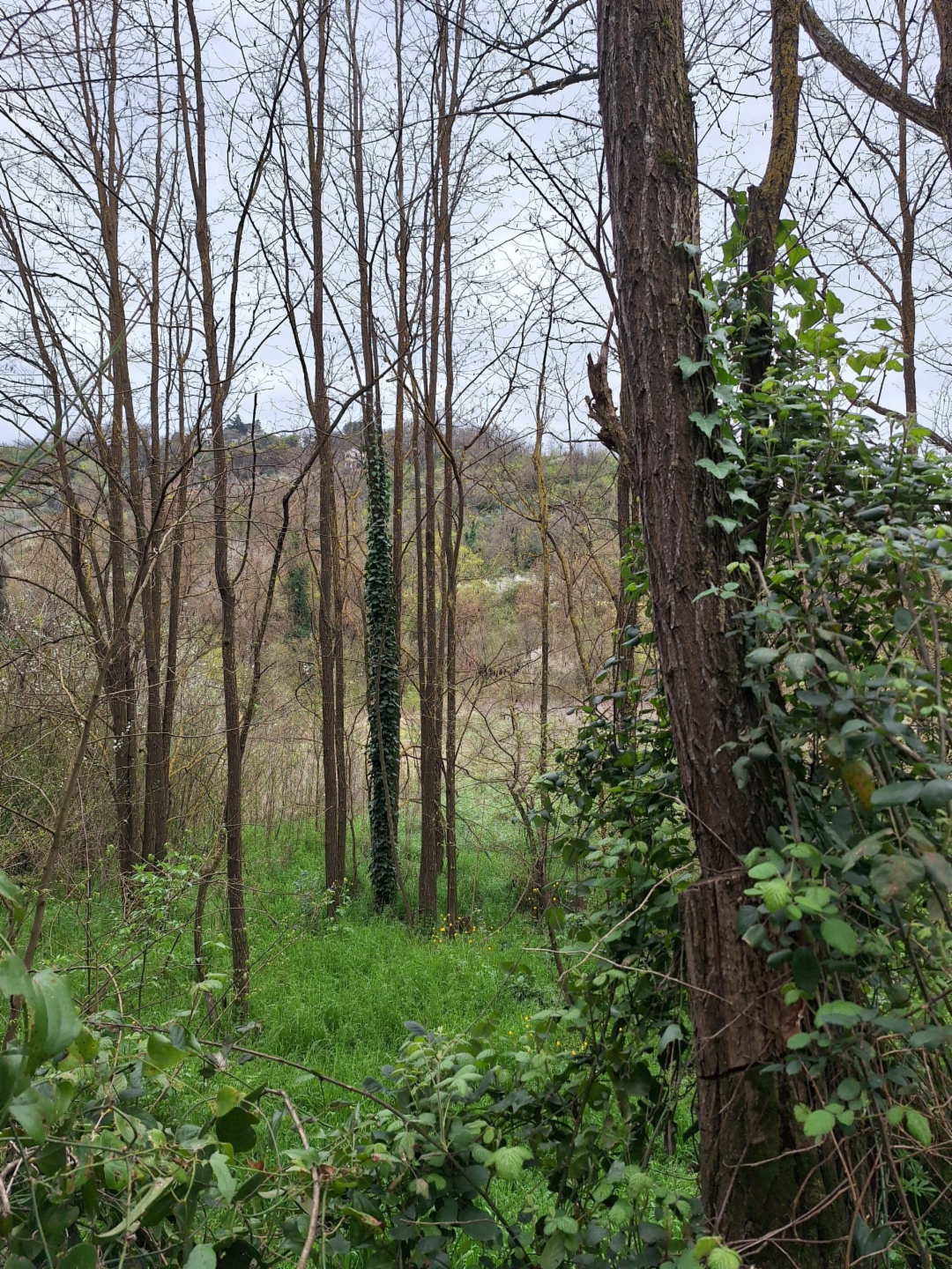 terreno agricolo in vendita a Morlupo