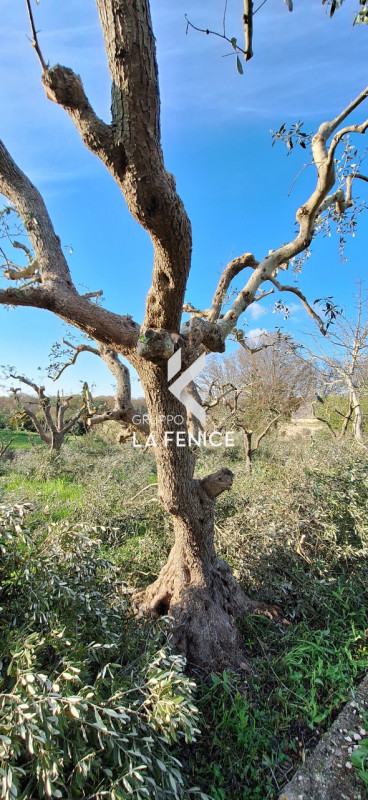 immagine annuncio 5 di 10