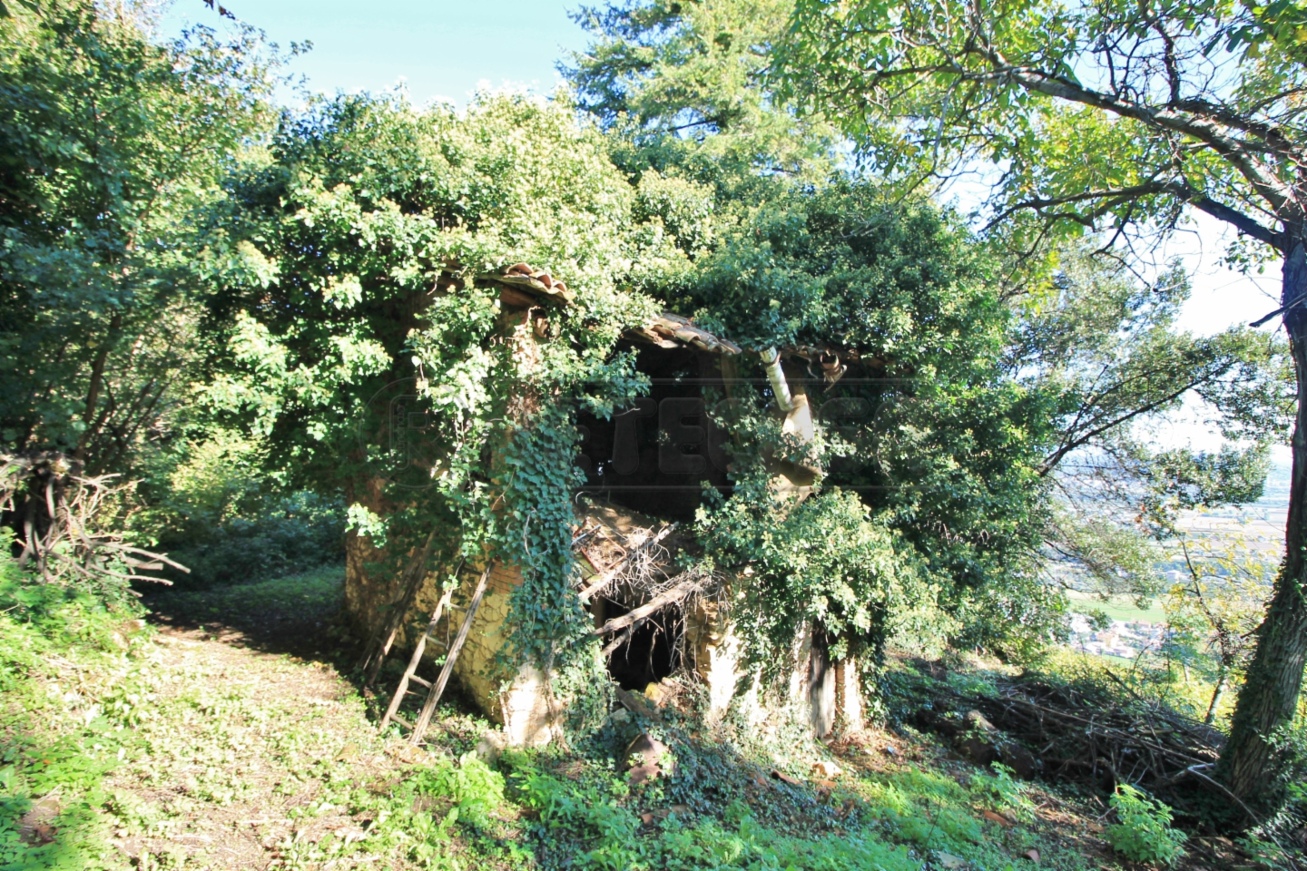 immagine annuncio 2 di 7