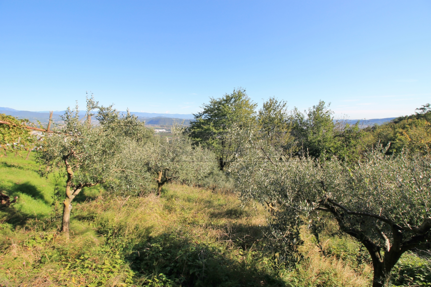 immagine annuncio 6 di 7