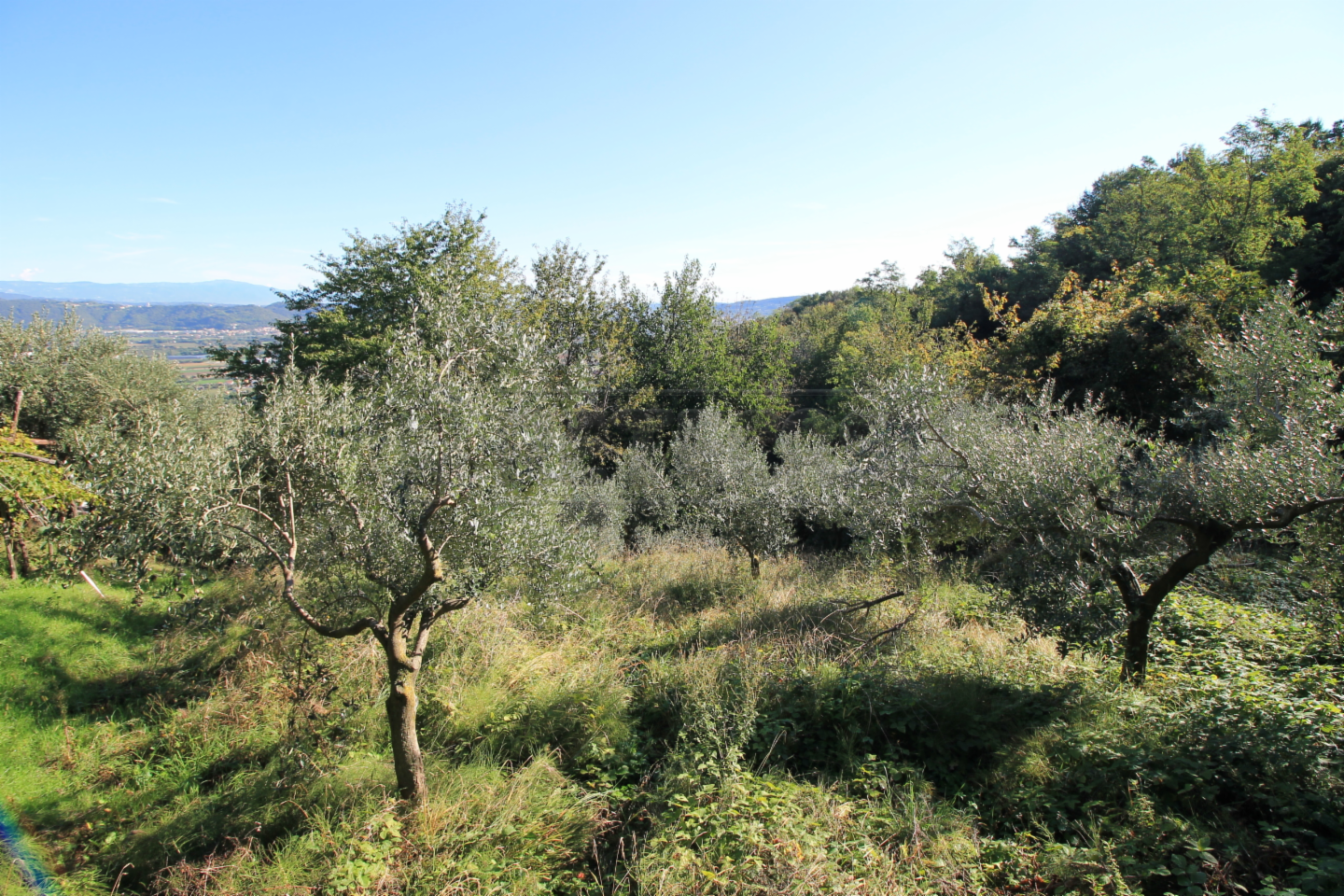 immagine annuncio 5 di 7