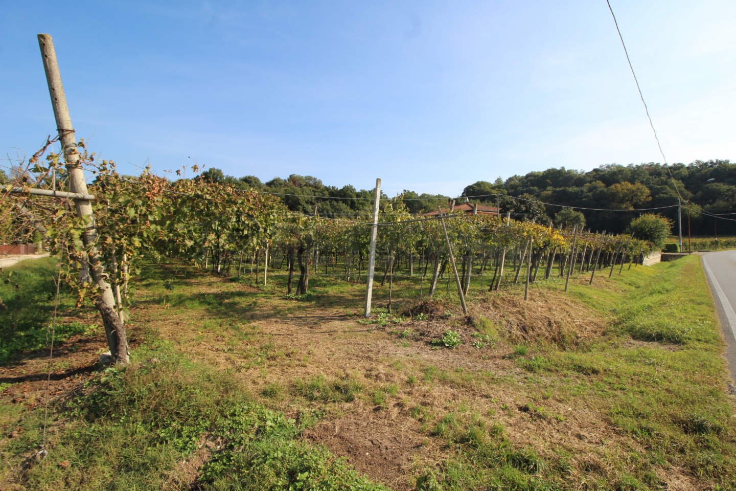 immagine annuncio 3 di 7