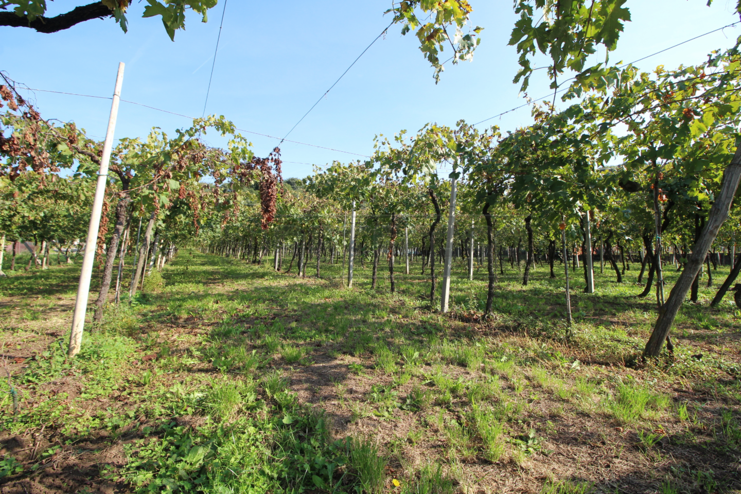 immagine annuncio 5 di 7