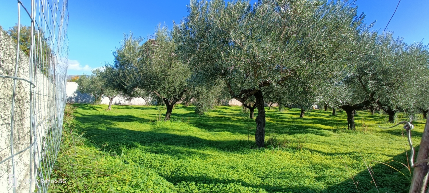 immagine annuncio 3 di 6
