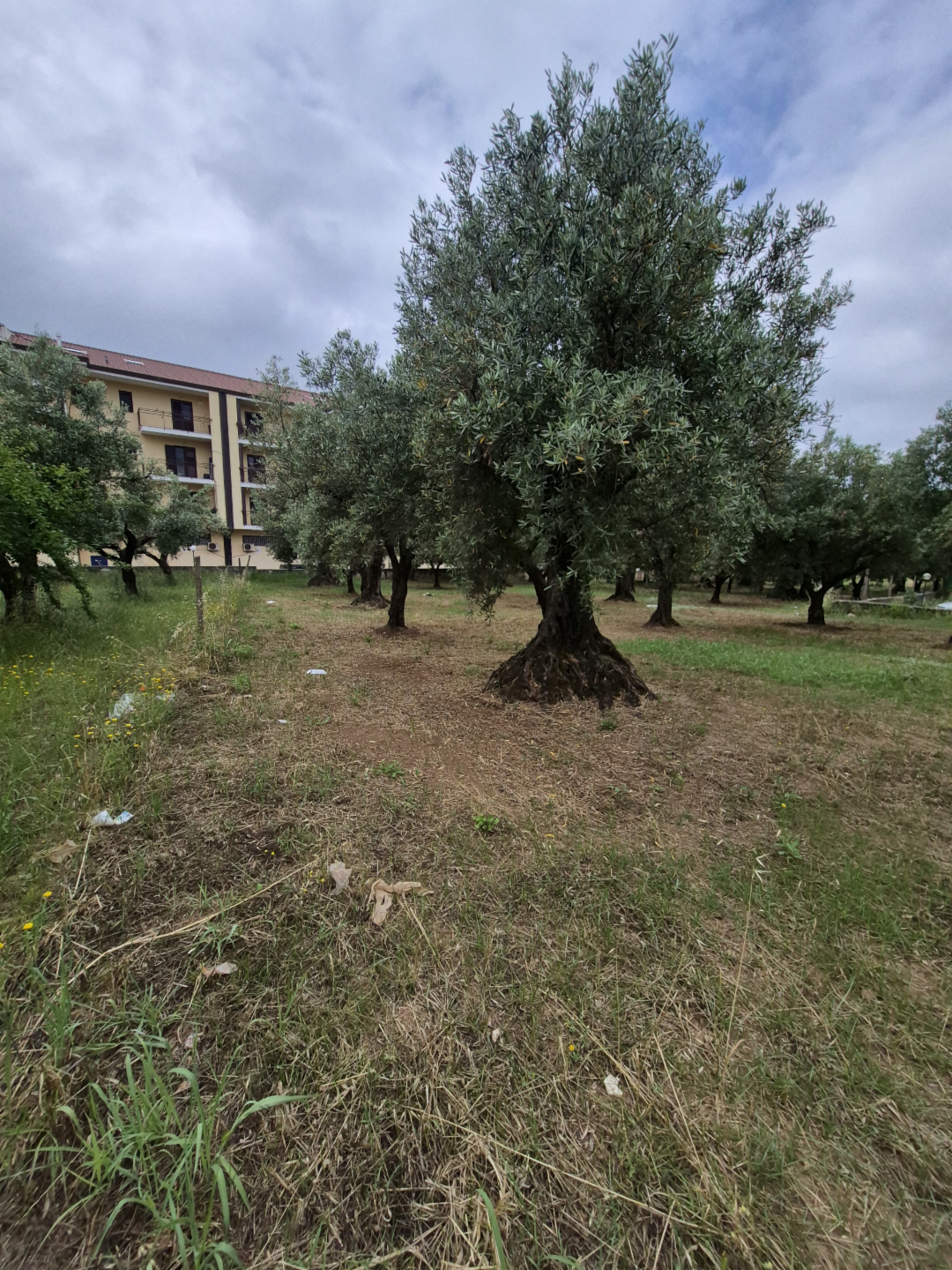 immagine annuncio 2 di 4