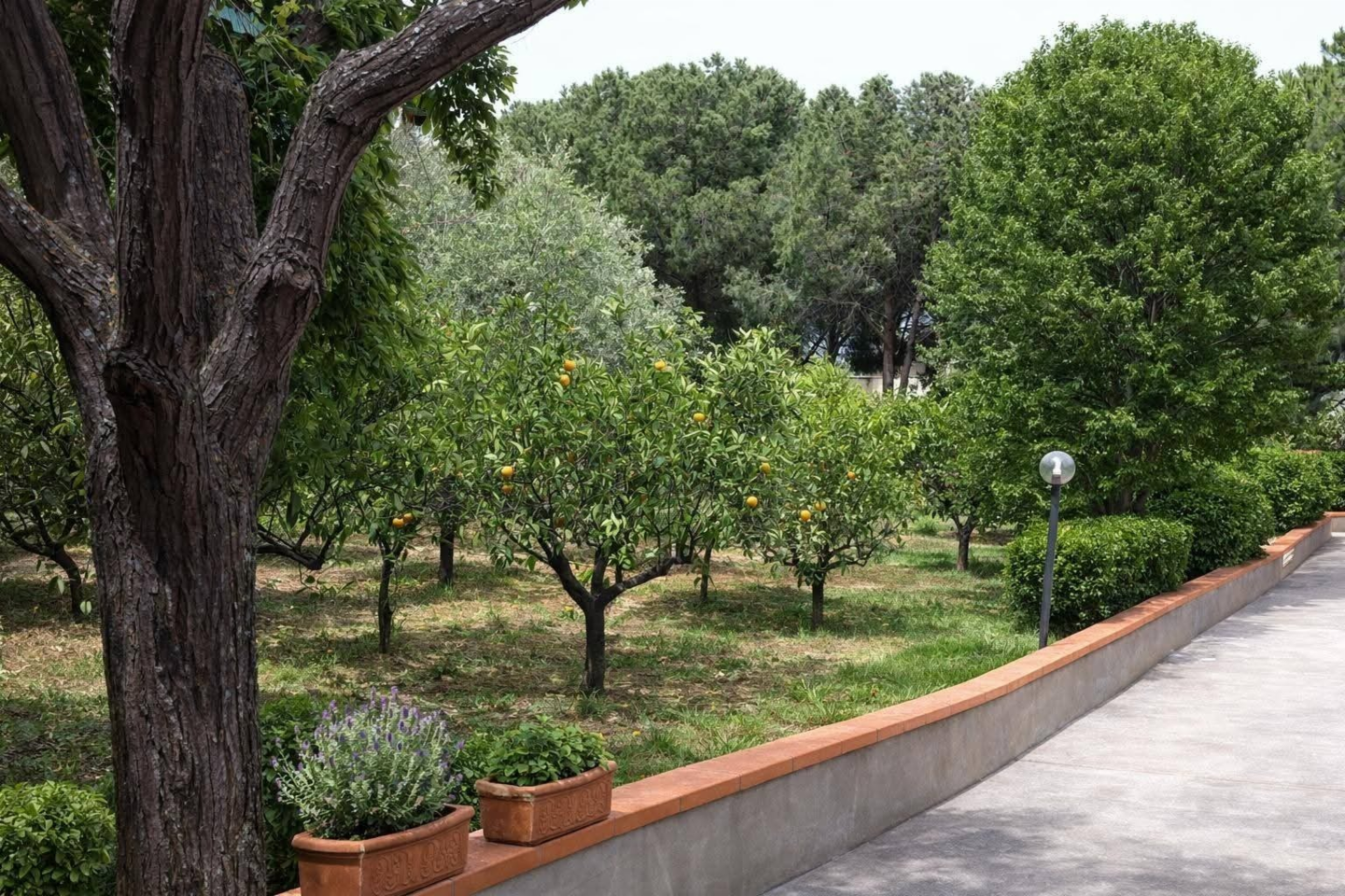 immagine annuncio 6 di 7