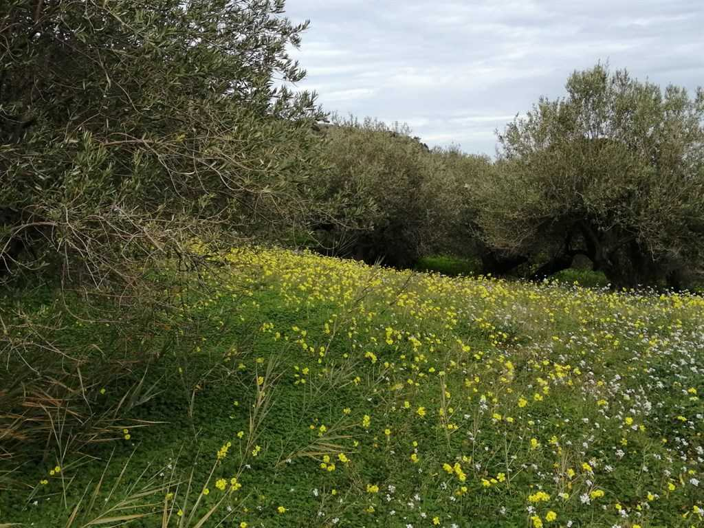immagine annuncio 4 di 7