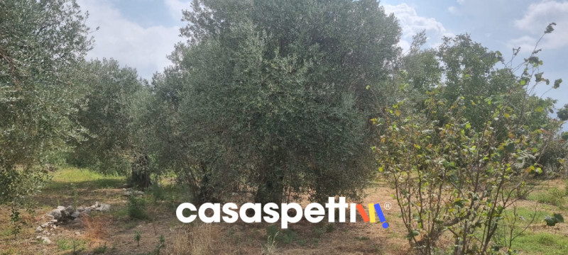 immagine annuncio 1 di 9