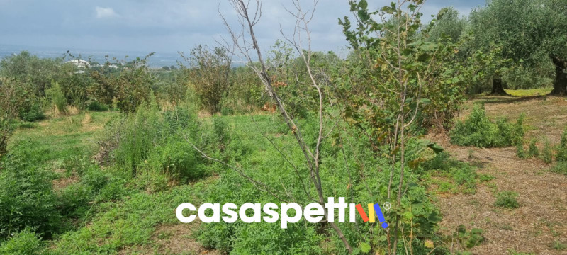 immagine annuncio 5 di 9