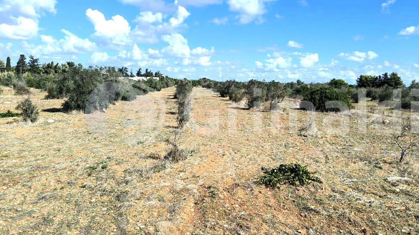 immagine annuncio 4 di 6