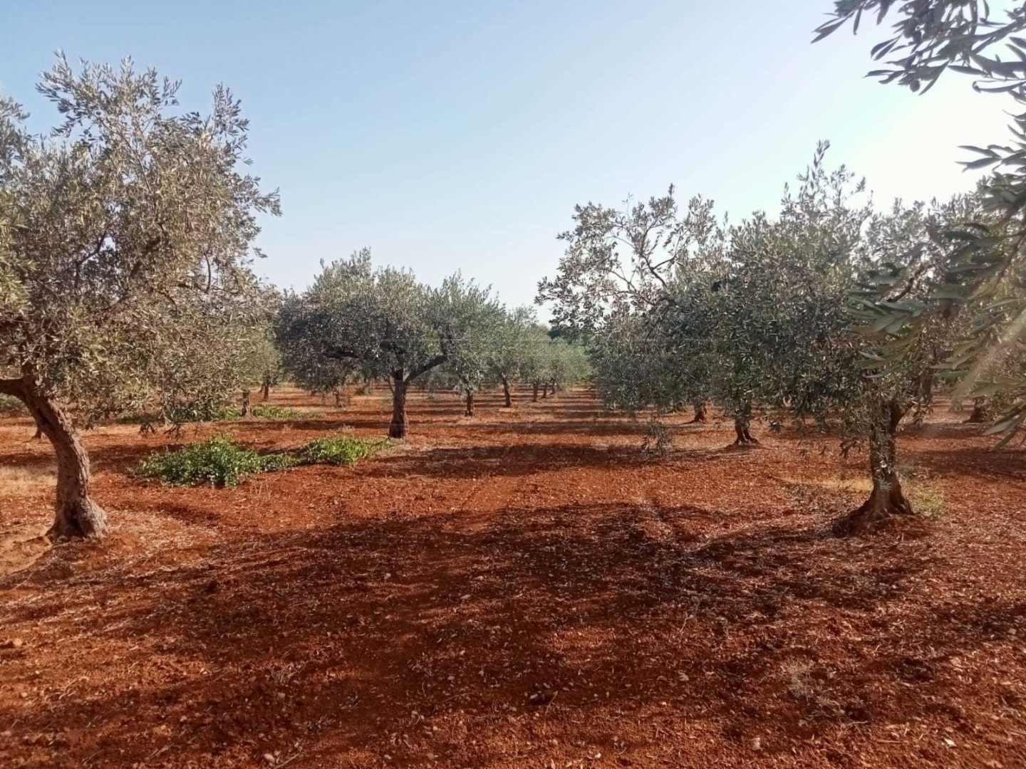 immagine annuncio 1 di 7