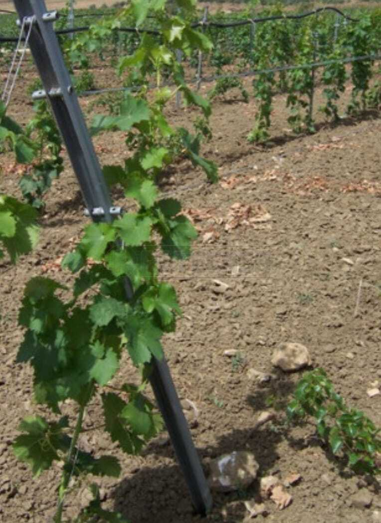 immagine annuncio 4 di 6