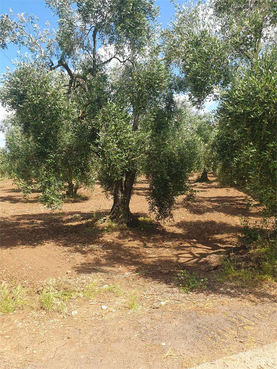 immagine annuncio 4 di 10