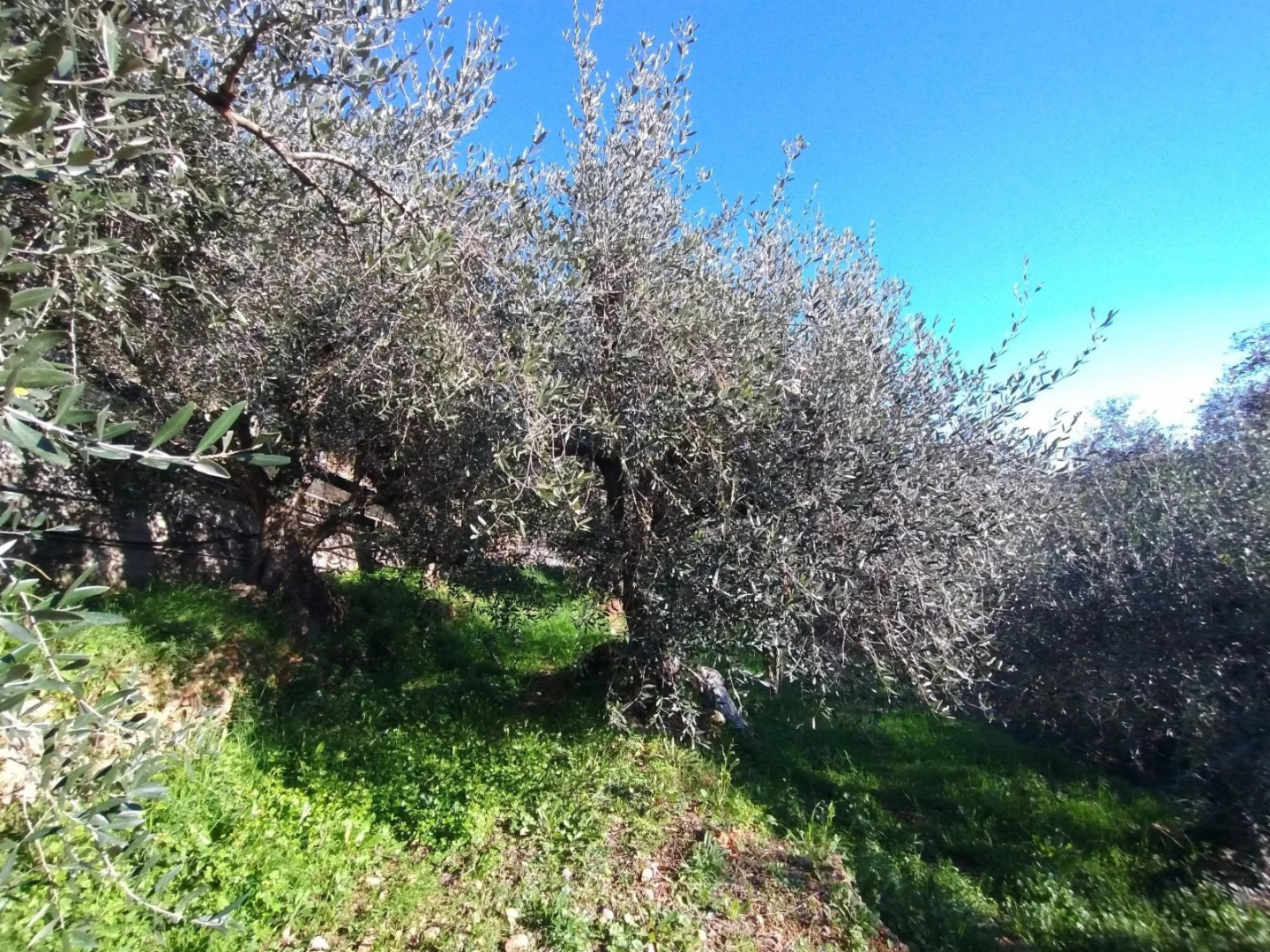immagine annuncio 3 di 6