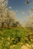 immagine annuncio 4 di 7