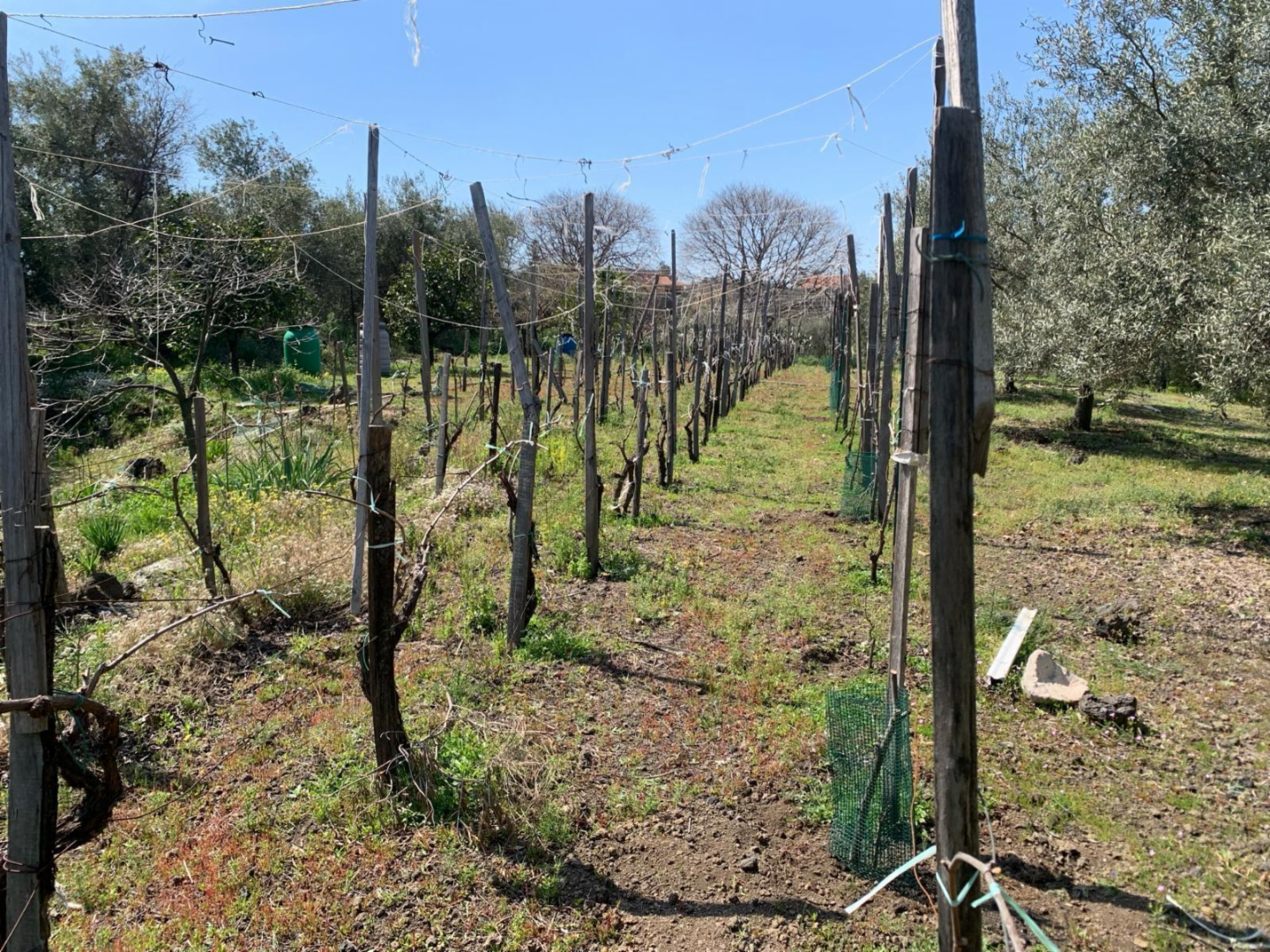 immagine annuncio 8 di 10