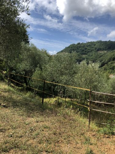 immagine annuncio 2 di 10