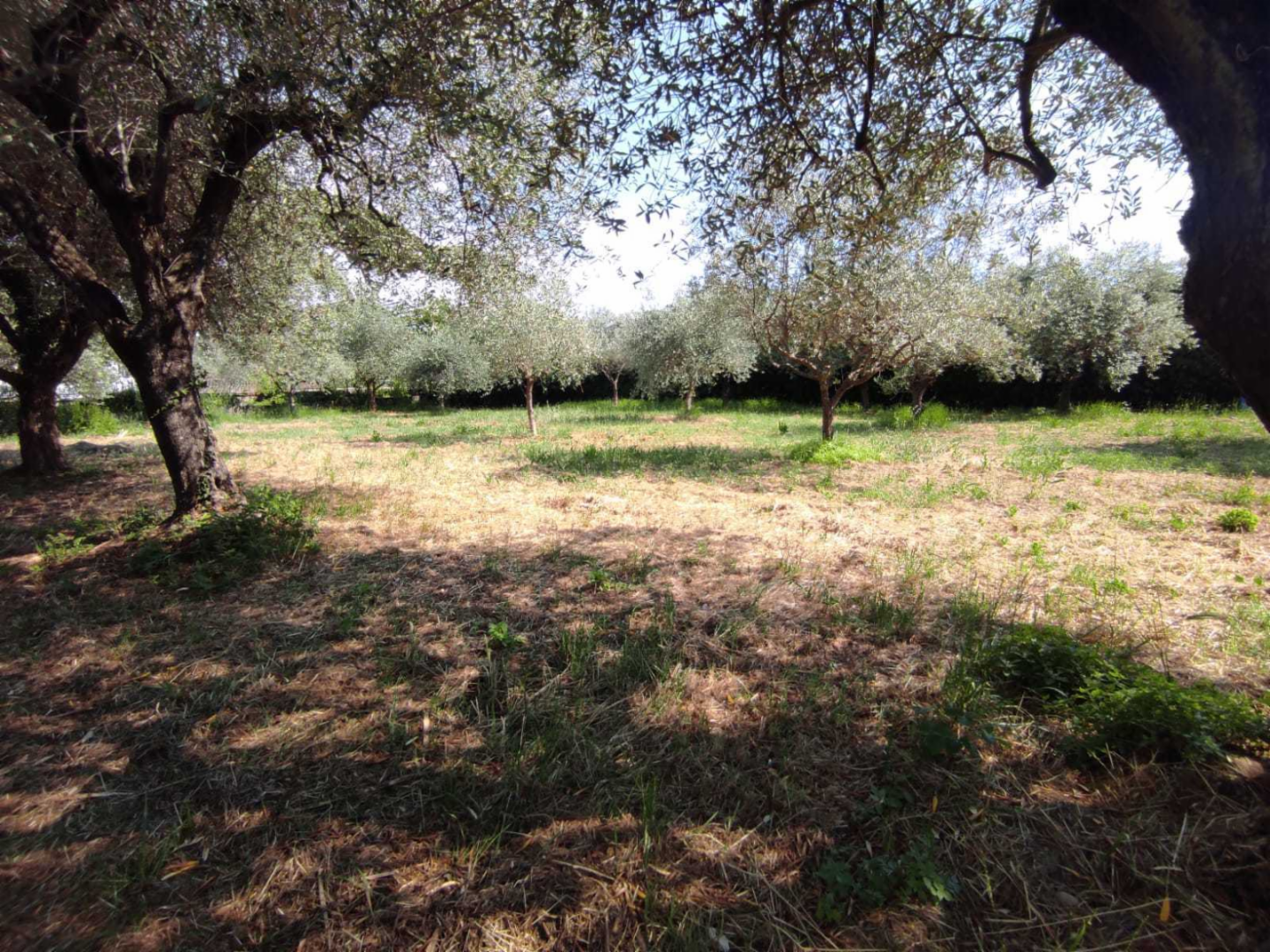 immagine annuncio 5 di 7