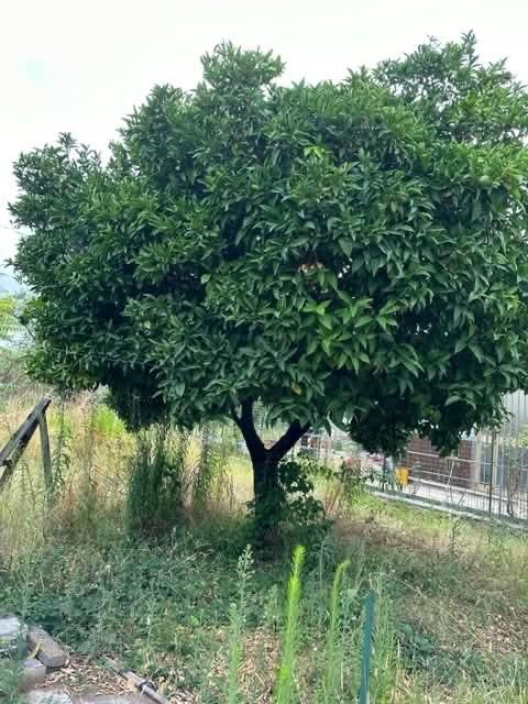 immagine annuncio 5 di 7