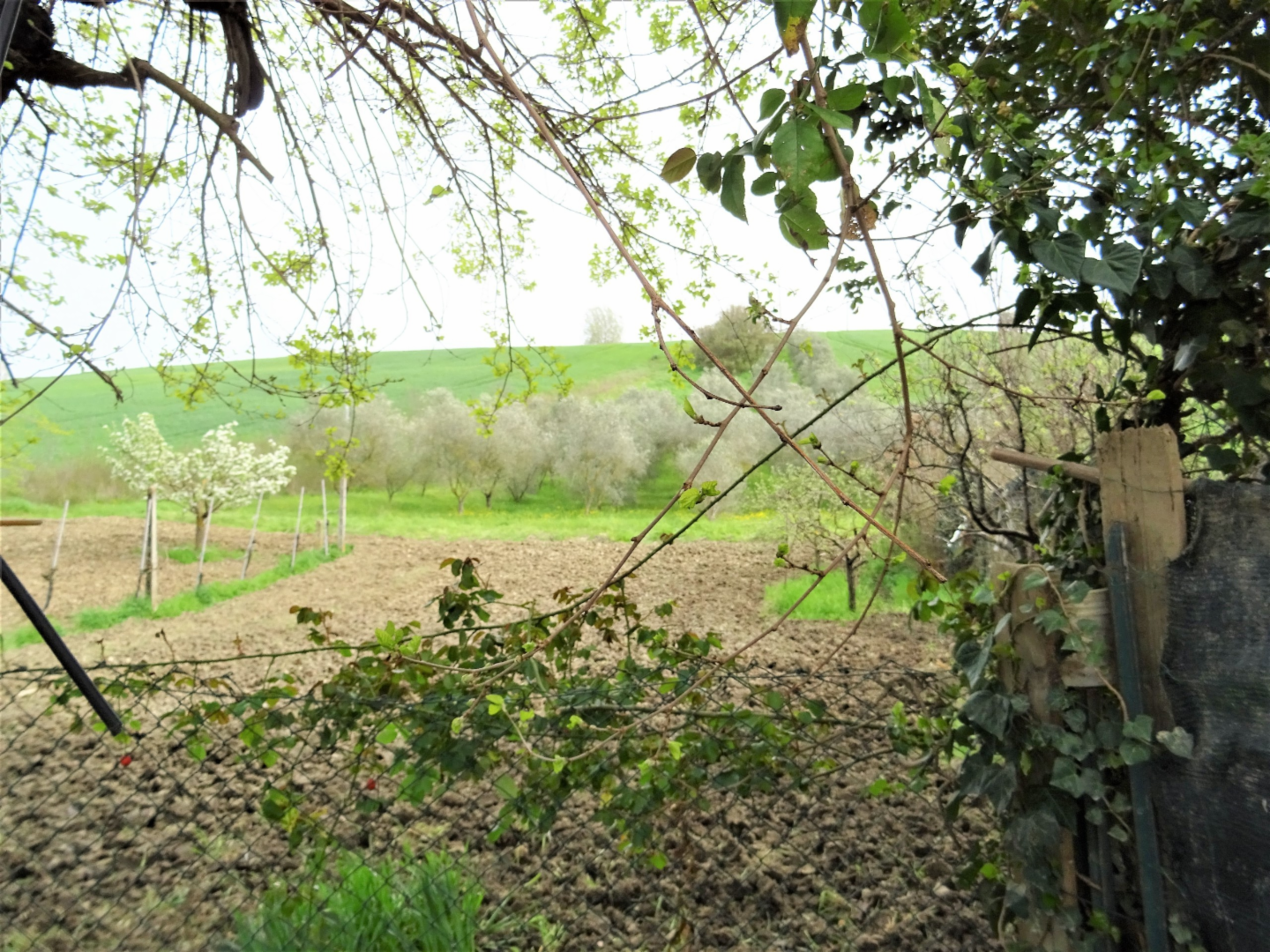 immagine annuncio 3 di 8