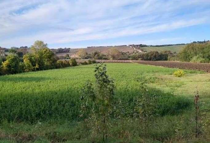 immagine annuncio 1 di 8