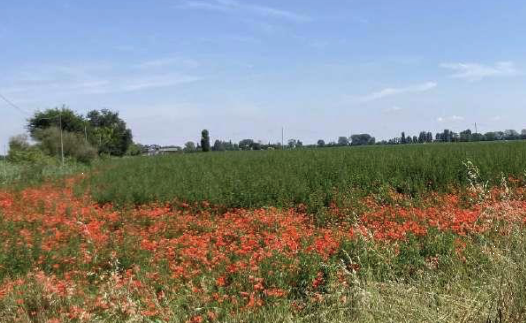 immagine annuncio 4 di 10