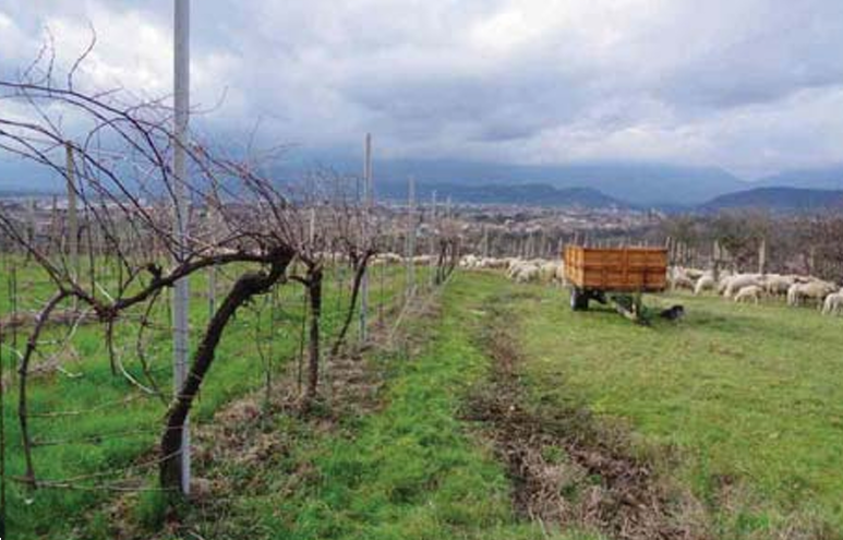 immagine annuncio 7 di 10