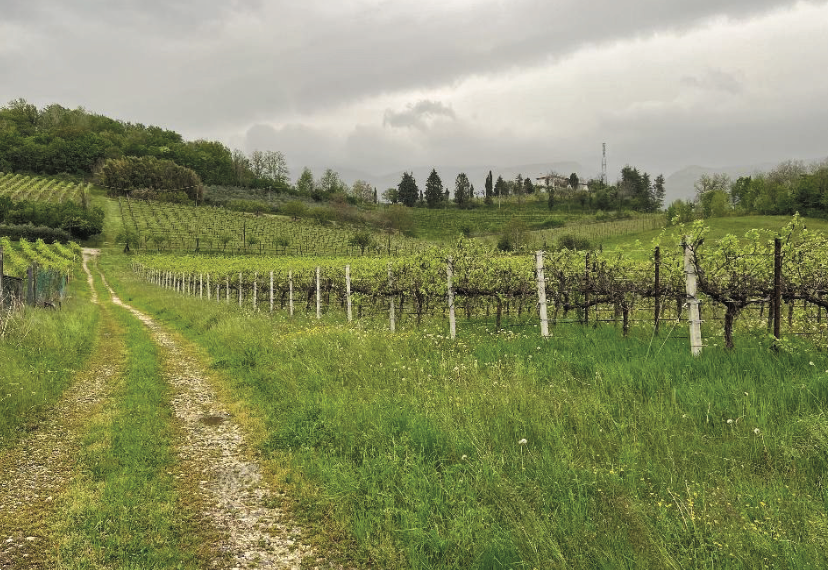 immagine annuncio 4 di 10