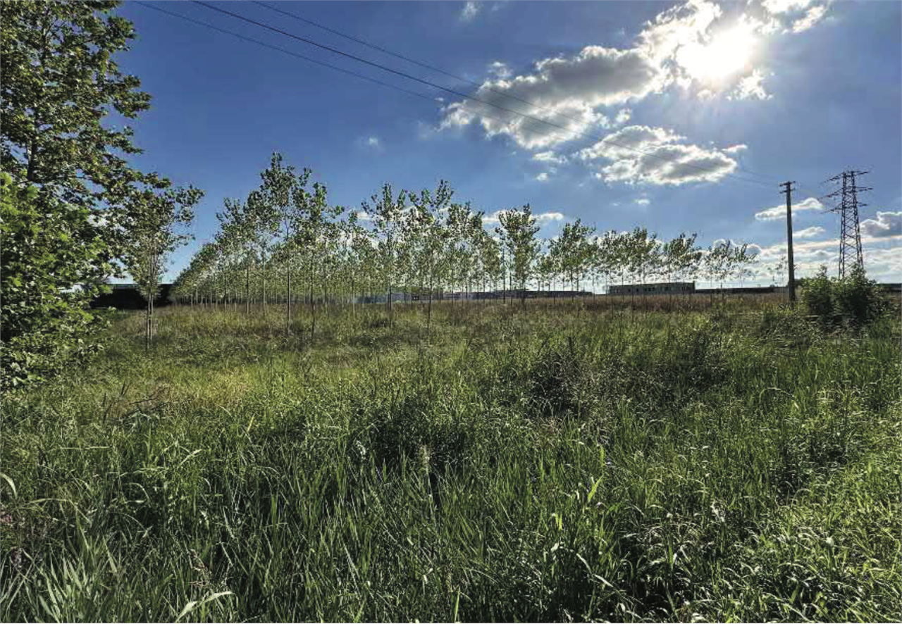 immagine annuncio 3 di 10