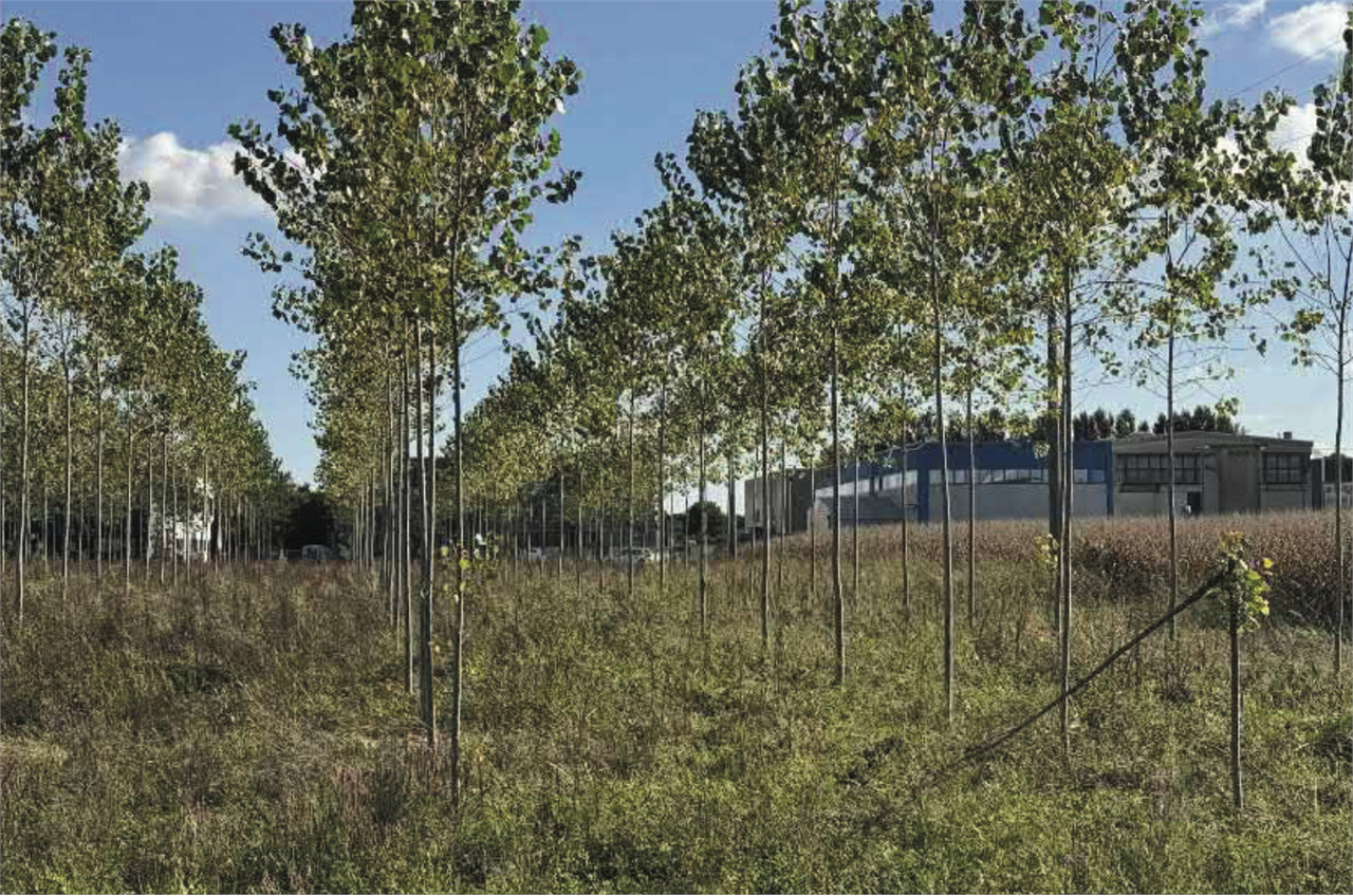 immagine annuncio 2 di 10