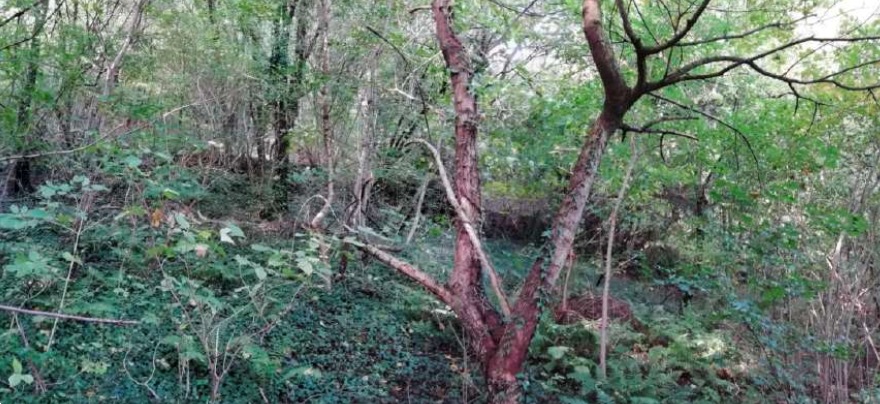 immagine annuncio 5 di 10