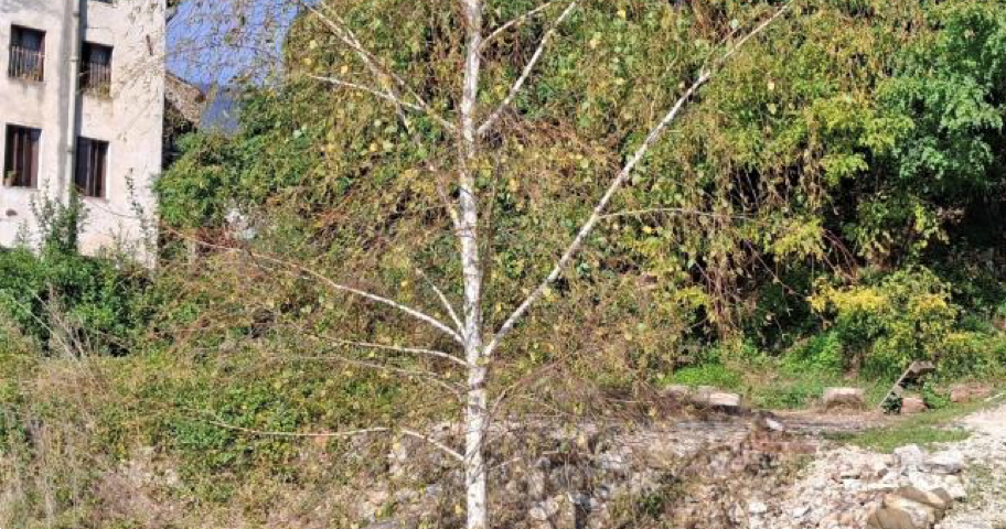 immagine annuncio 3 di 7